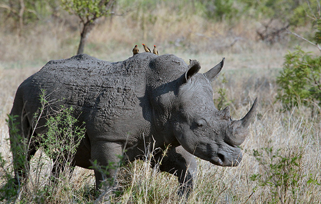 7 Fakta Kruger Big 5 Safari Afrika yang Wajib Tahu
