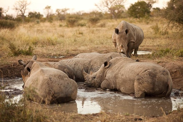 7 Fakta Kruger Big 5 Safari Afrika yang Wajib Tahu