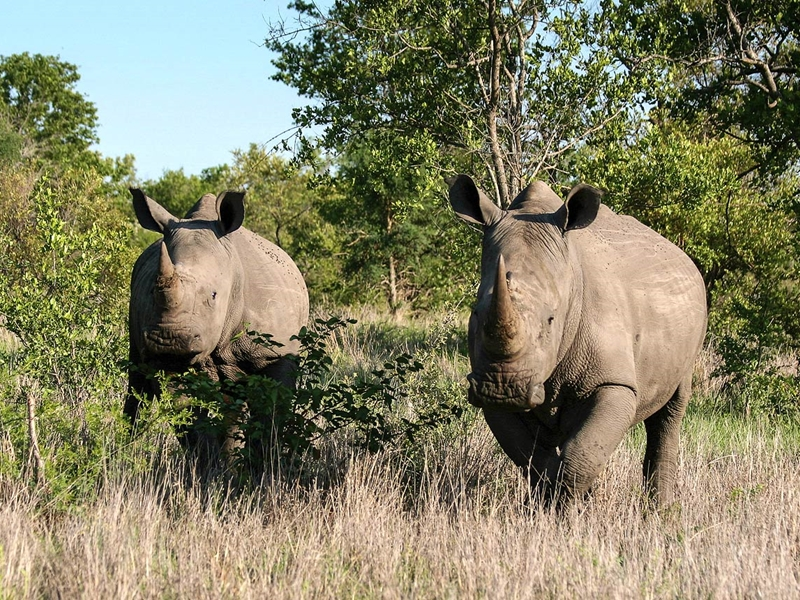 7 Fakta Kruger Big 5 Safari Afrika yang Wajib Tahu