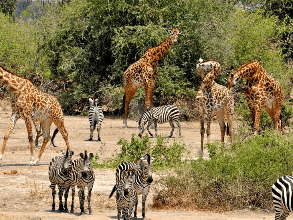 Selous 5 Juta Ha, Suaka Satwa Terbesar Afrika