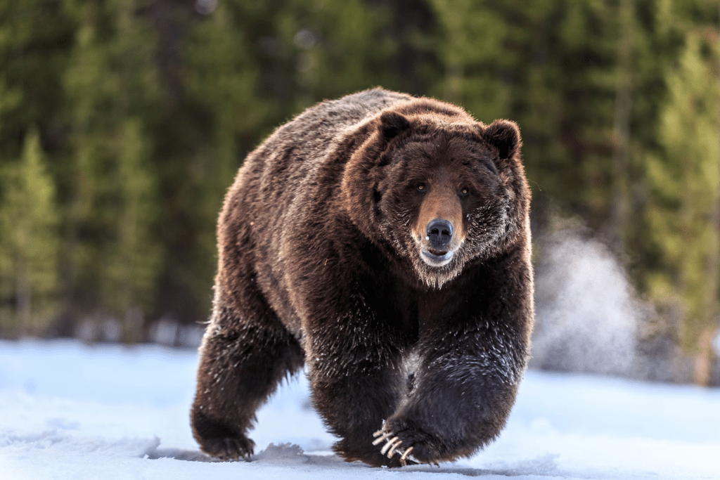 Grizzly Yellowstone Terancam Dihapus, Ini 5 Faktanya