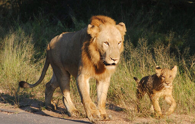 7 Fakta Kruger Big 5 Safari Afrika yang Wajib Tahu