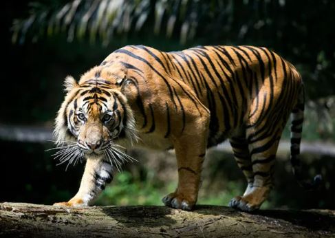 Harimau Sumatera
