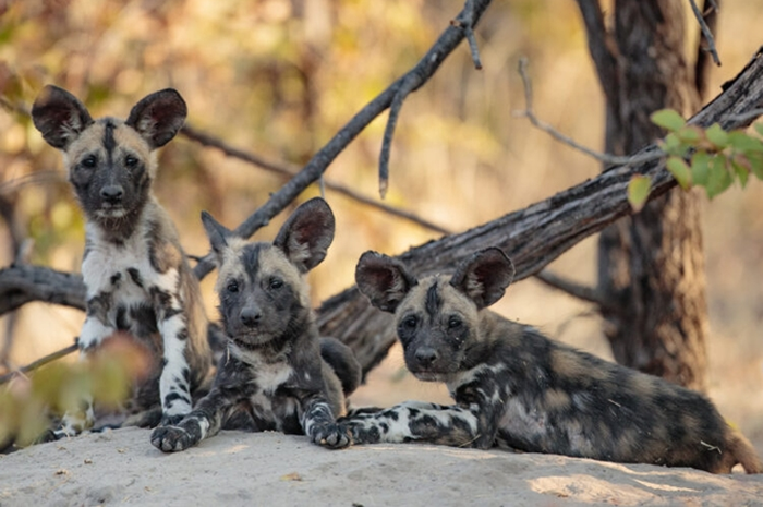 Taman Nyerere, Surga Tersembunyi Afrika dengan 5 Satwa Paling Menakjubkan