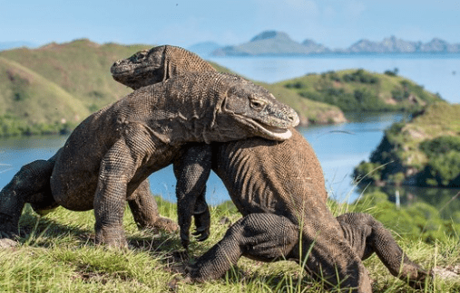 Go Global! Indonesia Pinjamkan 2 Komodo ke Jepang, Program Breeding Loan