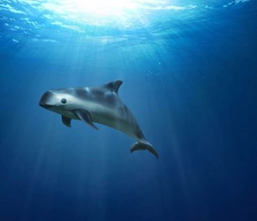 Vaquita: Mamalia Laut Paling Langkah di Dunia yang Terancam Hilang Selamanya
