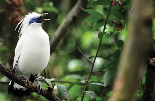 Burung Jalak di Ambang Kepunahan: Ancaman Perburuan dan Upaya Penyelamatan