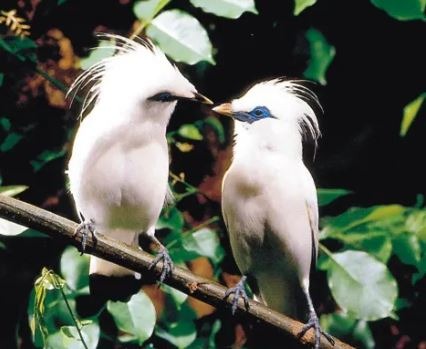 Burung Jalak