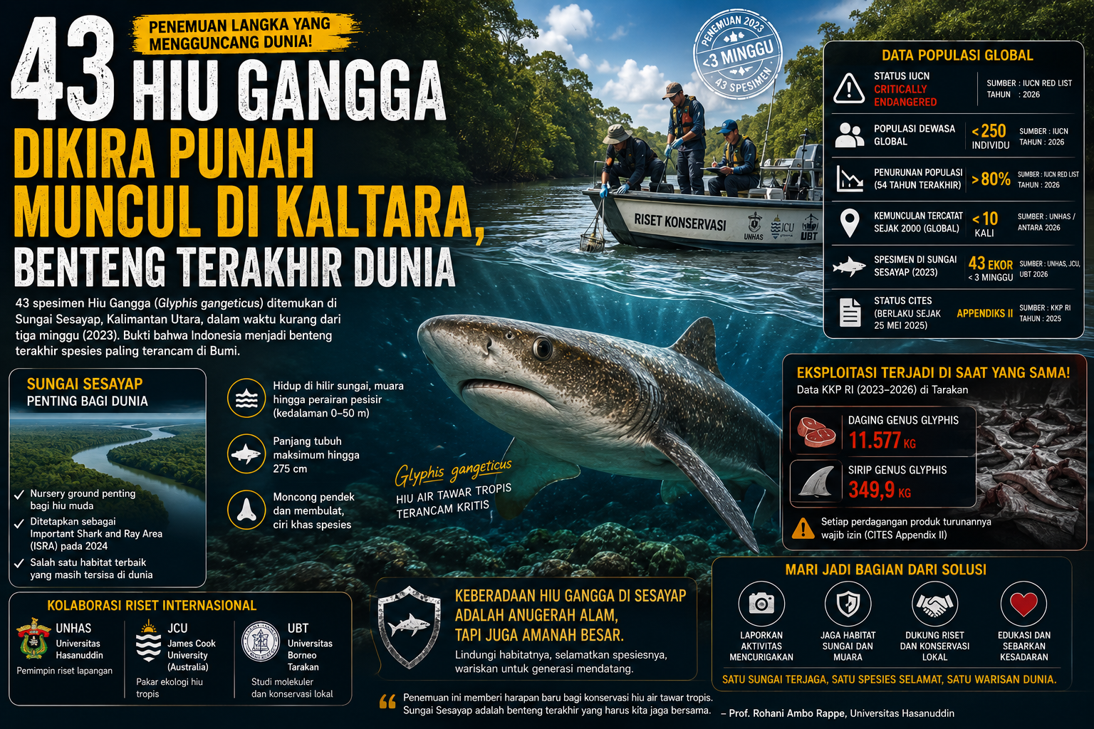 43 Hiu Gangga Dikira Punah Muncul di Kaltara, Benteng Terakhir Dunia