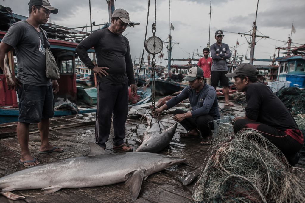 43 Hiu Gangga Dikira Punah Muncul di Kaltara, Benteng Terakhir Dunia