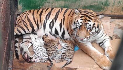 3 Bayi Harimau Benggala Lahir, Harapan Baru bagi Konservasi Satwa Liar