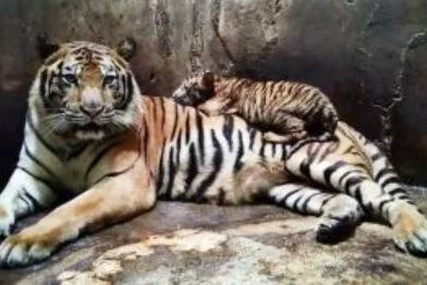 Harimau Benggala