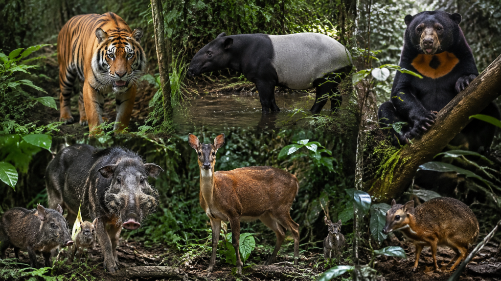 Harimau Sumatera Ternyata Masih Hidup di Hutan Harapan Jambi, 90 Kamera Jebak Buktikan