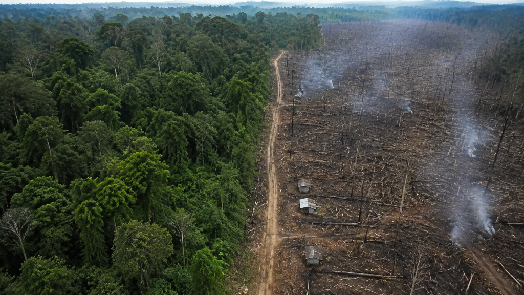 Harimau Sumatera Ternyata Masih Hidup di Hutan Harapan Jambi, 90 Kamera Jebak Buktikan