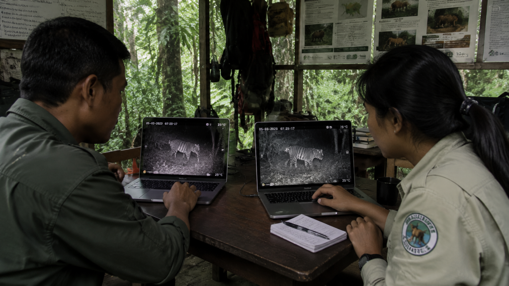 Harimau Sumatera Ternyata Masih Hidup di Hutan Harapan Jambi, 90 Kamera Jebak Buktikan