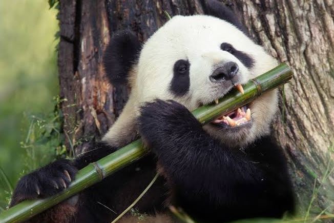 7 Fakta Unik Panda yang Bikin Gemas, Ternyata Tidak Semua Berwarna Hitam Putih