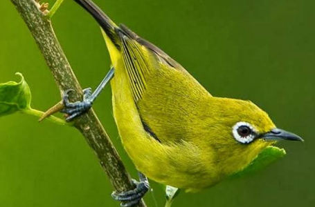 Burung Pleci yang Perlahan Lenyap dari Hutan Muria 2 Pleci