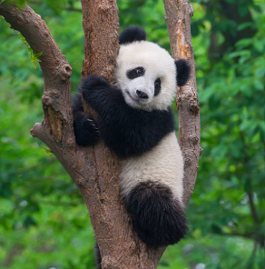Panda Jadi “Harta Nasional” China yang Dijaga Indonesia Lewat Diplomasi