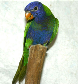 Burung Blue-fronted Lorikeet Muncul Kembali di Maluku Setelah Menghilang Selama Satu Abad! 2 Burung