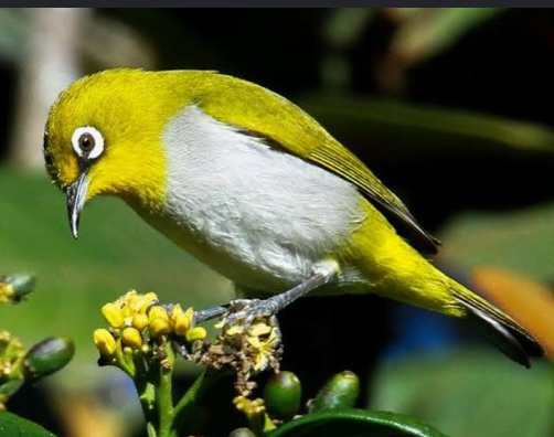 Burung Pleci yang Perlahan Lenyap dari Hutan Muria 1 Burung Pleci yang Perlahan Lenyap dari Hutan Muria