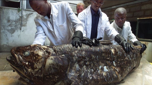 BRIN Temukan 18 Ikan Purba di Sulawesi, Perkuat Status Indonesia? 2 Ikan