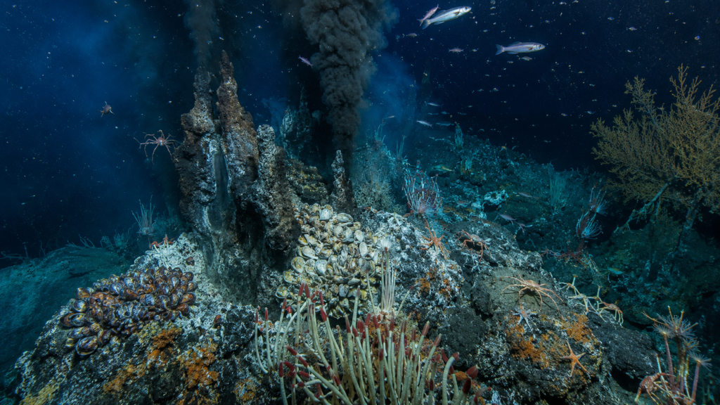 62% Moluska Laut Dalam Terancam Punah Akibat Tambang: Apa Kata Data IUCN 2026