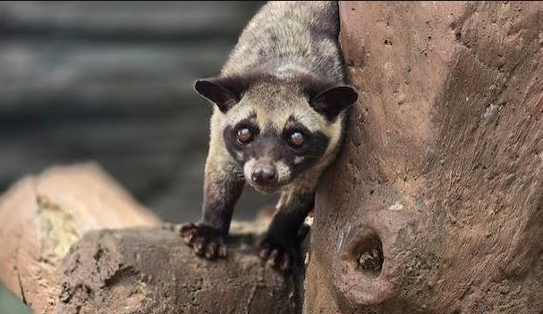 Luwak, Si Musang Pandan yang Terkenal sebagai Penghasil Kopi Luwak