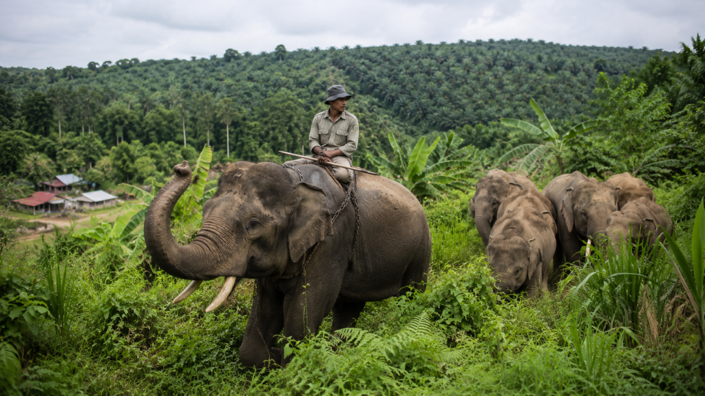 Gajah Jovi Mengabdi 28 Tahun di Riau, Sempat Membaik lalu Wafat Usai 34 Hari Dirawat