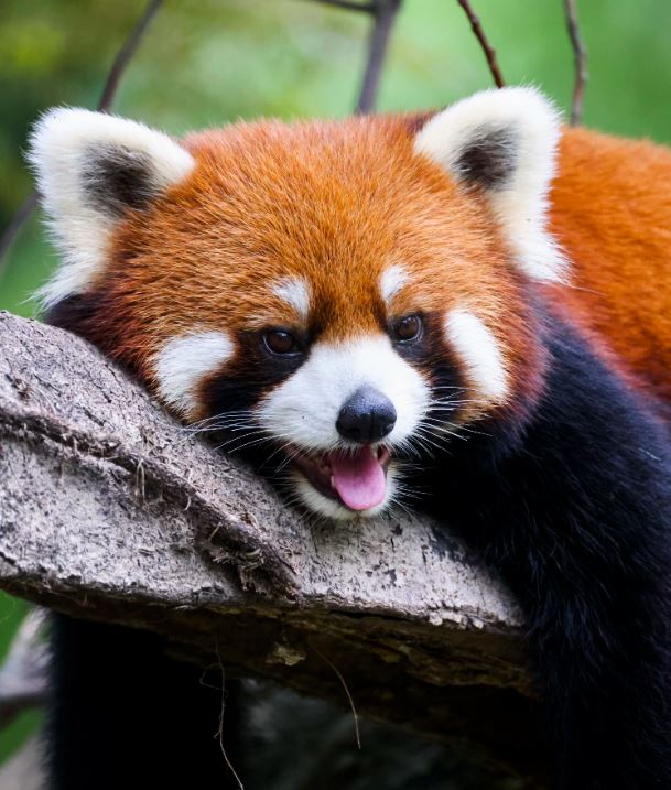 Panda Merah: Si Kecil dari Himalaya yang Menggemaskan tapi Terancam Punah