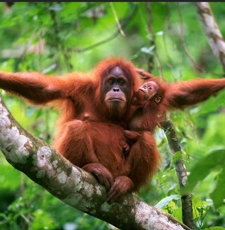 Satwa Mati karena Kebakaran Hutan Kalimantan: Ancaman Besar bagi Orangutan dan Kehidupan Liar! 1 Satwa Mati karena Kebakaran Hutan Kalimantan: Ancaman Besar bagi Orangutan dan Kehidupan Liar!