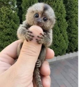 Finger Monkey: Mengenal Monyet Terkecil di Dunia yang Bisa Bertengger di Jari Manusia
